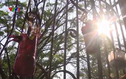 Câu lạc bộ Xanh của trường Quốc học Huế