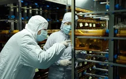 Bắt đầu thử nghiệm trên chuột vaccine  ngừa virus corona chủng mới