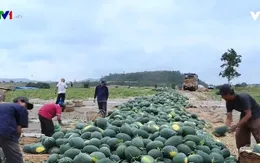 Hơn 1.200 ha dưa hấu không tiêu thụ được