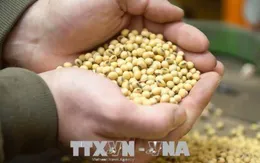 Giá nông sản tăng trở lại