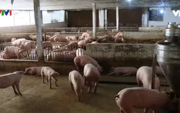 Bộ NN&PTNT: Nhập khẩu lợn giống cụ kỵ để bình ổn giá lợn giống
