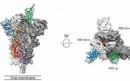 Bản đồ 3D virus Corona mới