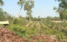 Phòng chống cháy rừng hiệu quả bằng mô hình giao khoán