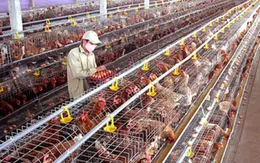 Giá gà tăng gấp đôi, người chăn nuôi vẫn thua lỗ