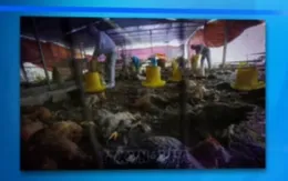 Hòa Bình xuất hiện ổ dịch cúm gia cầm A/H5N6