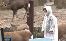 Lượng du khách tại Nhật Bản giảm mạnh do ảnh hưởng từ dịch COVID-19