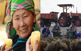 Rong sụn và sâm Fansipan - Thức uống hội tụ của rừng và biển