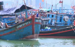 Ngư dân Nam Trung Bộ lo lắng khi giá cá ngừ đại dương liên tục thấp