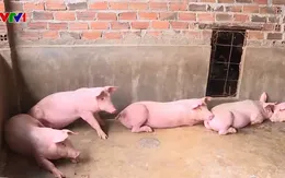 Phú Yên thông báo hết dịch tả lợn châu Phi