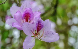 Hoa ban khoe sắc giữa phố phường Hà Nội