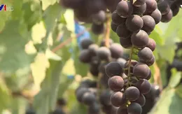 Nông nghiệp sạch - Hướng khởi nghiệp mới tại Lào