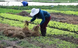 Giảm 1% - 1,5% hộ nghèo trong năm 2020