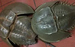 Cảnh báo ngộ độc do ăn so biển