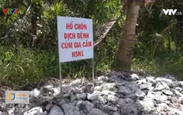 Ngăn chặn cúm gia cầm để tránh dịch chồng dịch