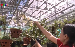 Phục hồi, nhân giống lan quý trả lại cho rừng