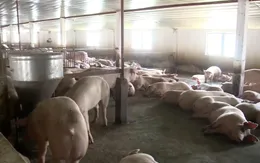 Hộ chăn nuôi heo ở Đồng Nai tài đàn hồi phục thị trường