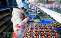 Tác động tiêu cực của dịch COVID-19 đối với kinh tế thế giới ngày càng lớn