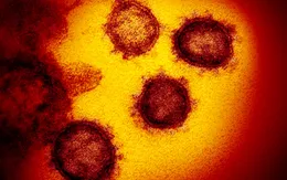 Trung Quốc phát hiện 2 loại của virus SARS-CoV-2