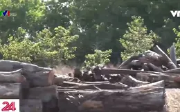 Bình Phước: Làm rõ trách nhiệm cá nhân vụ tiêu hủy gỗ