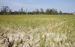 Hơn 20.800 hộ dân Cà Mau thiếu nước sinh hoạt