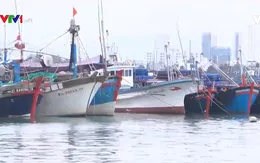 Khó khăn của ngư dân khi giá cá ngừ giảm mạnh