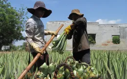Nhu cầu tăng, người trồng nha đam lãi lớn