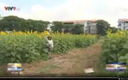 Rực rỡ đồng hoa hướng dương tại Cần Thơ