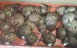 Cẩn trọng khi ăn sam biển