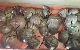 Ra nhà hàng ăn so biển, 5 người nguy kịch