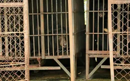 Giải cứu 2 con gấu ngựa bị ngược đãi suốt 20 năm