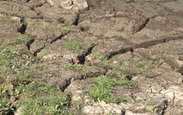 Ninh Thuận cạn kiệt nước các hồ chứa