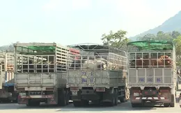 Cửa khẩu Cha Lo: Kiểm dịch trâu, bò nhập khẩu qua loa, tiềm ẩn nguy cơ dịch bệnh