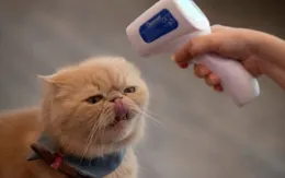 Cảnh báo nguy cơ lây nhiễm virus SARS-CoV-2 giữa mèo với mèo