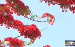 Quê tôi mùa phượng vĩ