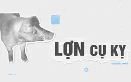 500 triệu đồng cho một chú lợn cụ kỵ: Khi mà lợn cũng có... "rich kids"