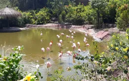 Đa dạng sinh học - Liều thuốc quý giúp con người đối phó dịch bệnh