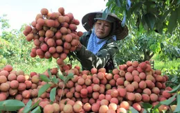 Vải thiều Hải Dương dự báo được mùa, được giá