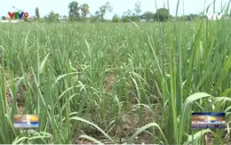 Trà Vinh: Người dân bỏ mía chuyển sang cây trồng khác