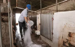 Đã có 20 tỉnh, thành tái phát dịch tả lợn châu Phi