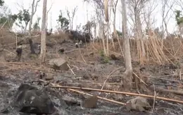 Yêu cầu xử phạt hành chính đối tượng thuê người đốt phá núi Voi