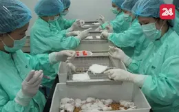 50 con chuột tham gia thử nghiệm vaccine COVID-19 đều khỏe mạnh