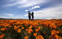 Hàng triệu bông hoa anh túc nở rộ bất chấp hạn hán lịch sử tại California (Mỹ)