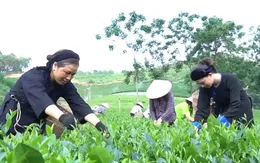 Thị trường trong nước - “Chỗ dựa” giúp ngành chè vượt khó