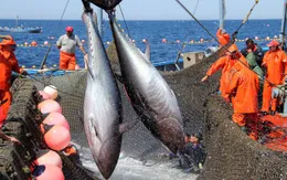 Xuất khẩu cá ngừ Tây Ban Nha giảm do ảnh hưởng bởi COVID-19