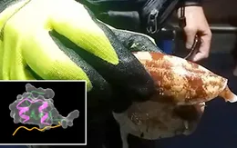 Sáng chế thuốc trị tiểu đường từ nọc ốc sên biển