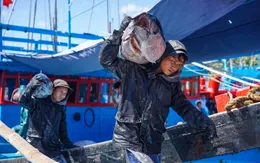 Ngư dân Tam Quan vui mùa cá ngừ đại dương