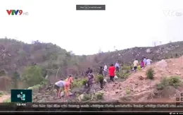 Khô hạn- hệ lụy từ tăng nóng rừng trồng