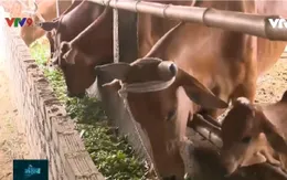 "Món ngon" cứu đàn gia súc giữa nắng hạn