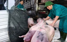 500 con lợn Thái hết “veo” chỉ trong 1 giờ đồng hồ
