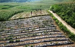 Giúp dân thoát nghèo - Một trong những vấn đề lớn của Đại hội Đảng bộ cơ sở